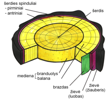 medienos struktura